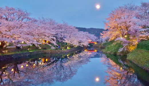 鳥取No.1花見スポット！鹿野城跡公園で夜桜のライトアップを見た